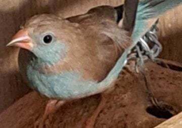 Red-Cheeked Cordon-Bleu Finch