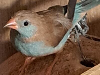 Red-Cheeked Cordon-Bleu Finch