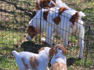 Akc Brittany’s
