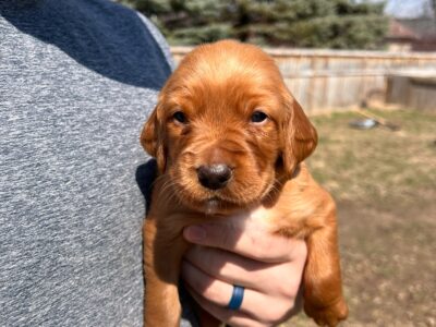 Irish setter puppy- female “Lavender”