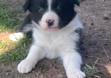 Pure Bred Border Collie Puppies