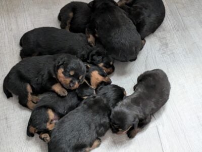 German Rottweiler puppies