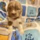 AKC Newfoundland Puppies – Pink – Female – Fennec