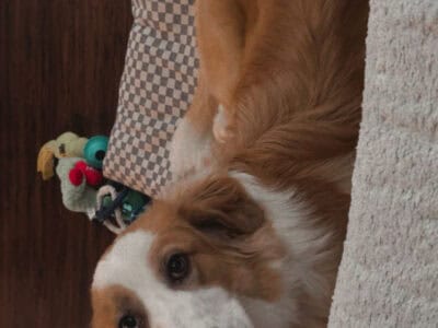 Rehoming autumn ASAP