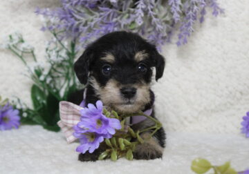 CKC Schnoodle Poblano