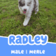 AKC Purebred Australian Shepherd Puppies for Sale