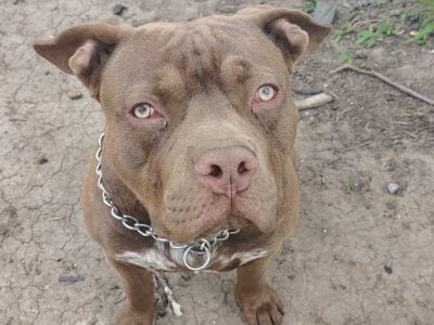 Rehoming fee