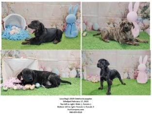 Love Bug’s 2025 Catahoula puppies