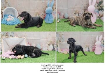 Love Bug’s 2025 Catahoula puppies