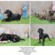 Love Bug’s 2025 Catahoula puppies