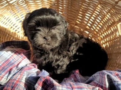 Tiny Tim