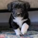 5 Miniature Aussiedoodle puppies