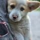 Pembroke Welsh Corgi
