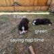 Adorable Bernese Mountain Puppies