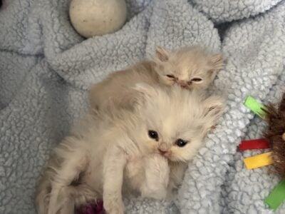 Persian kittens