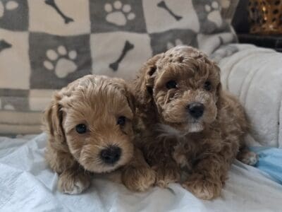 Maltipoo puppies