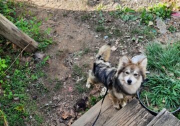 Pomsky