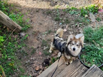 Pomsky