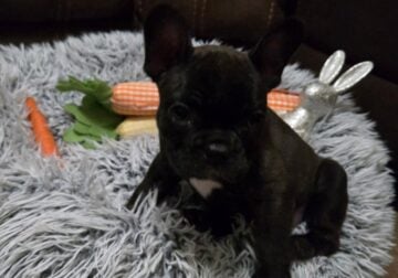 Frenchies available 2