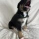 Shollie puppies