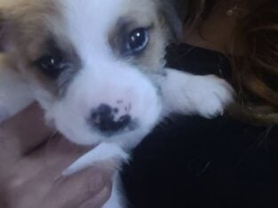 6-week-old puppies need a forever home