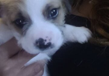 6-week-old puppies need a forever home