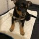 Sweet boy/ Australian cattle dog/red heeler