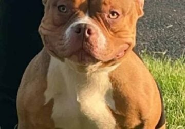 Abkc American Bully