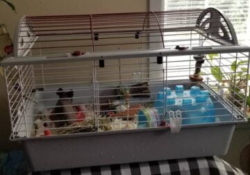 2 Guinea Pigs (Hairless)
