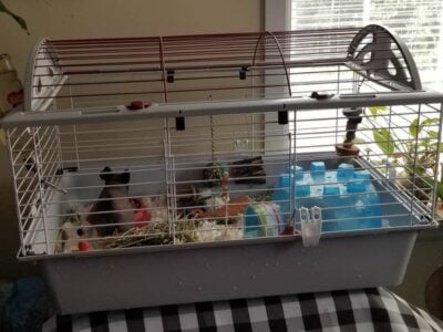 2 Guinea Pigs (Hairless)