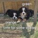 Adorable Bernese Mountain Puppies
