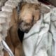 Needs rehoming!