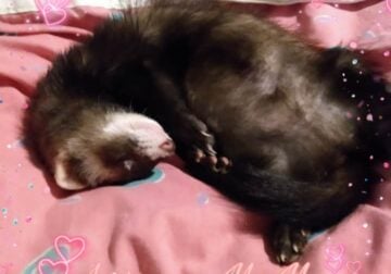 Cosmo 4 year old ferret looking for a good home