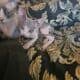 Sphynx Kittens