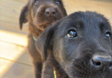 Labrador Puppies for Sale