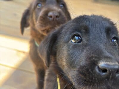 Labrador Puppies for Sale