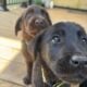 Labrador Puppies for Sale