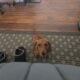 7 months old dachshund needs new home