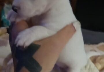 Sweet little female tiny chihuahua puppy