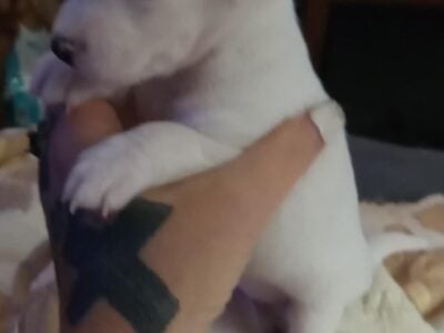 Sweet little female tiny chihuahua puppy
