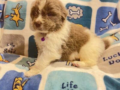 AKC Newfoundland Puppies – Purple – Female – Mara