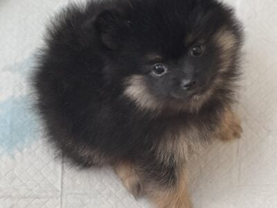CKC Pomeranians Puppies