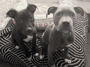 Blue nose Pitbull puppies looking for forever home