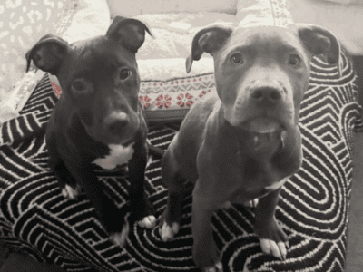 Blue nose Pitbull puppies looking for fore  ...