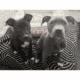 Blue nose Pitbull puppies looking for forever home