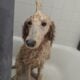 Golden doodle