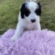 Bernedoodle Puppies