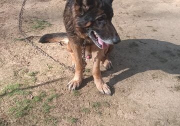 Full Blooded German Shepherd