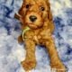 F1b Petite Goldendoodles