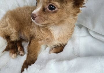 Teacup long hair chihuahua